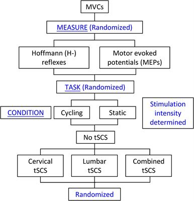 Simultaneous Cervical and Lumbar Spinal Cord Stimulation Induces Facilitation of Both Spinal and Corticospinal Circuitry in Humans